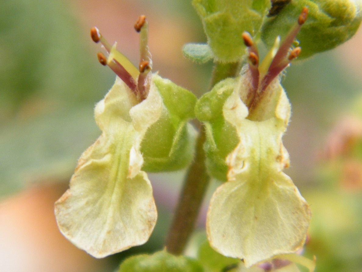 Teucrium scorodonia